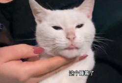 最新博主爆料胖猫咪,萌态可掬的胖猫咪走红网络